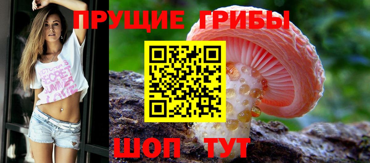 Галлюциногенные грибы Psilocybe Тара